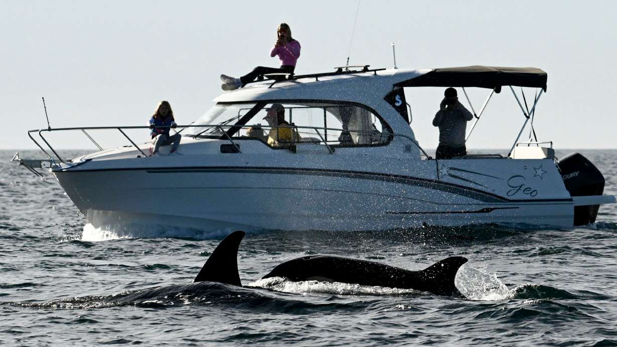 Onlookers aboard a private boat watch as two orcas surface off of Point Loma, Jan. 29 in San Diego. A small group of killer whales have rammed at least 673 boats.
