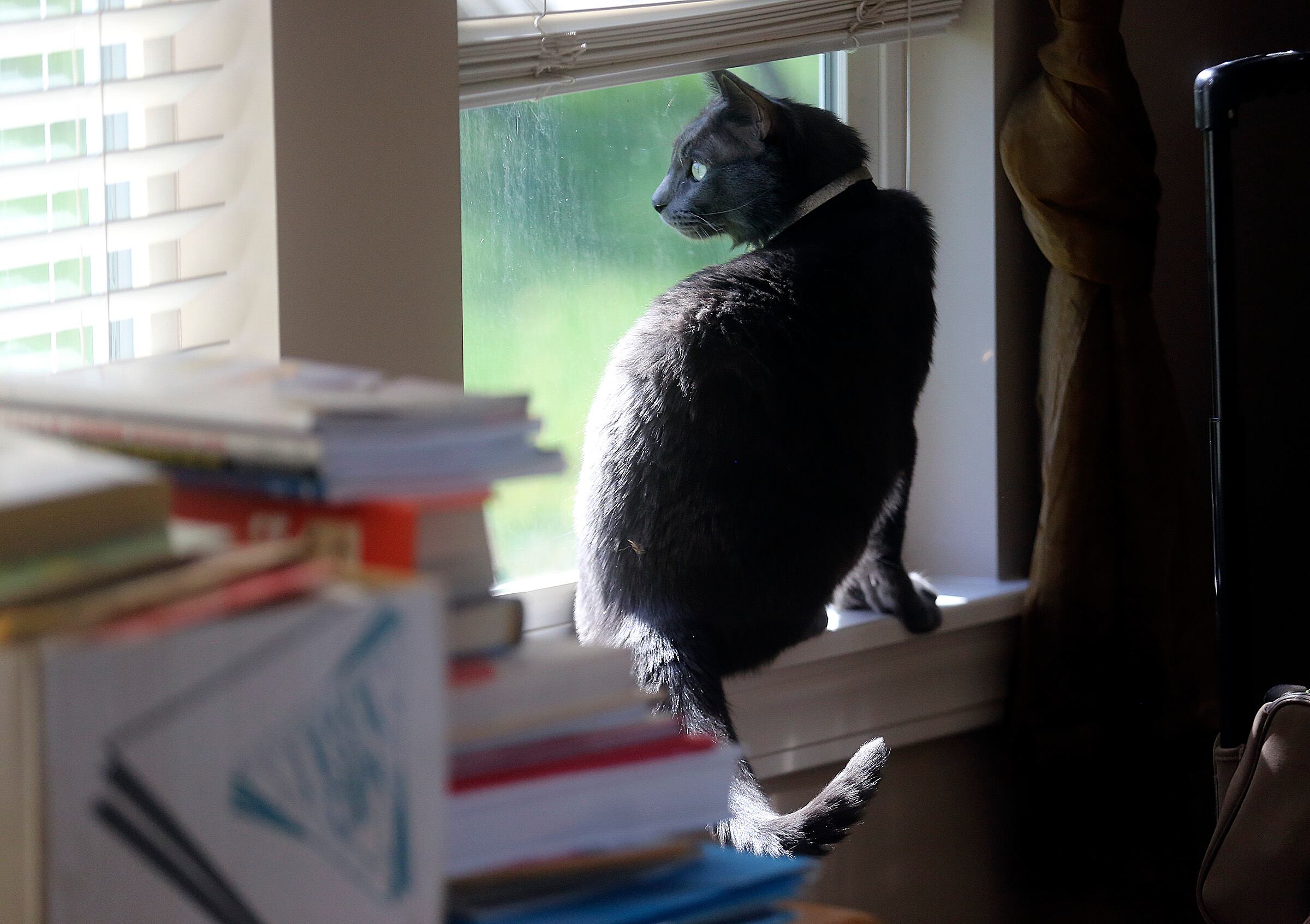 Bleau le Beare looks out the window in Draper on July 13, 2020. The Centers for Disease Control and Prevention reported that H5N1 infection has been found in cats in the U.S., Poland, South Korea and France.