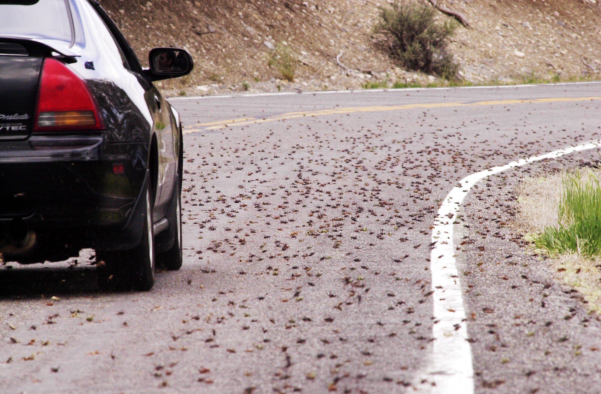A swarm of Mormon crickets cross the road near Rush Valley. Sludge from Mormon crickets has wreaked havoc on Nevada roadways.
