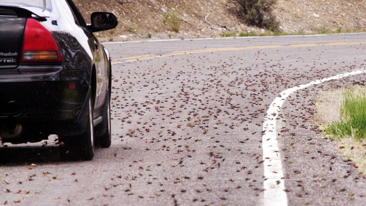 A swarm of Mormon crickets cross the road near Rush Valley. Sludge from Mormon crickets has wreaked havoc on Nevada roadways.