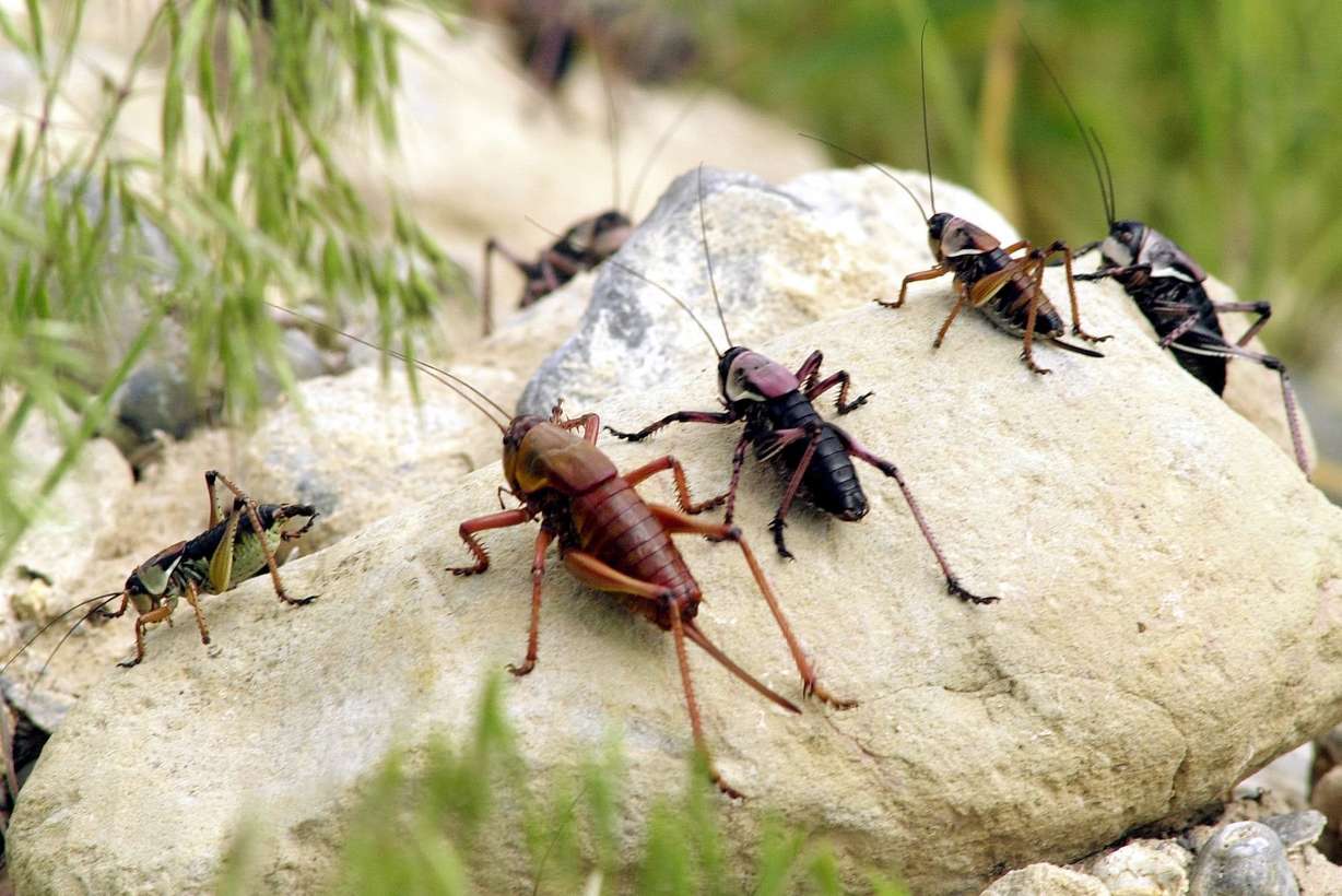 Mormon crickets are seen in Rush Valley, Tooele County. Sludge from Mormon crickets has wreaked havoc on Nevada roadways.