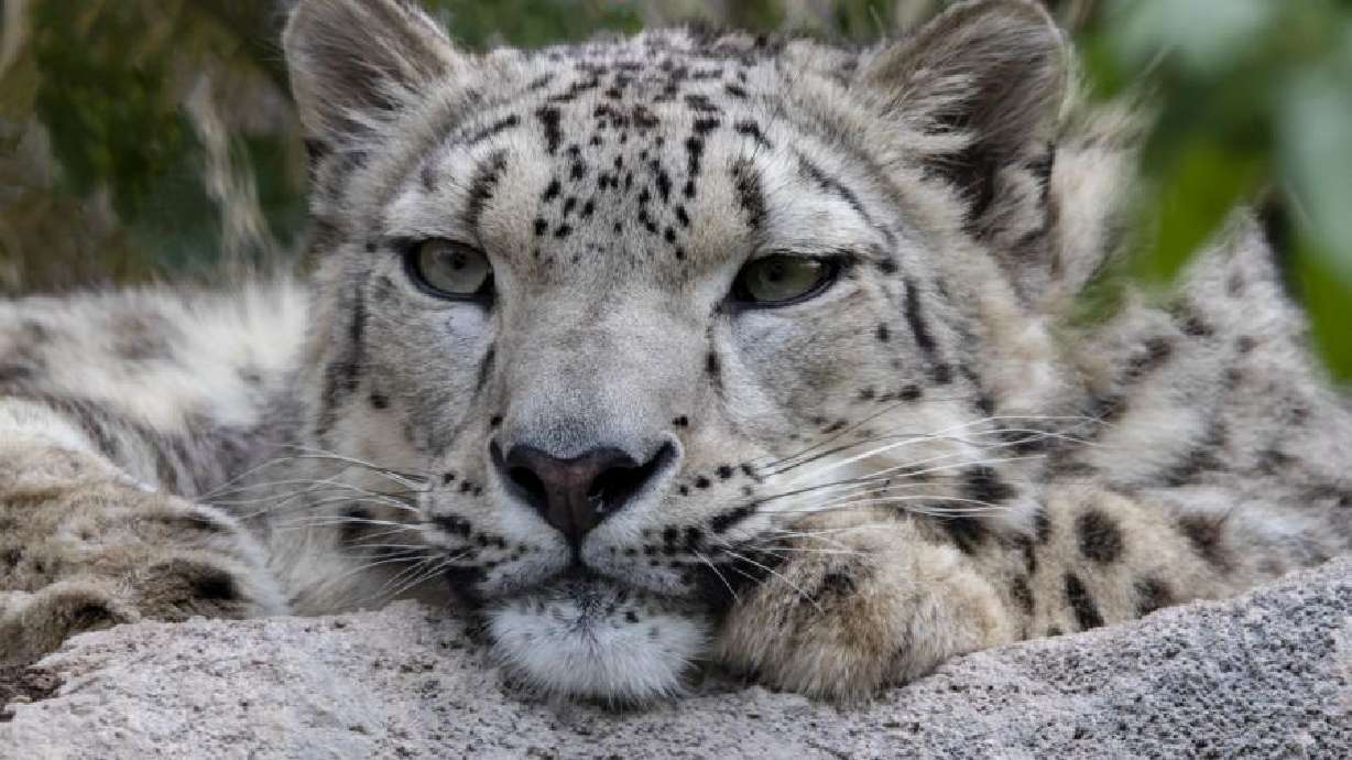 Babs the snow leopard is at Hogle Zoo. Utah's Hogle Zoo made a pregnancy announcement on behalf of Babs.