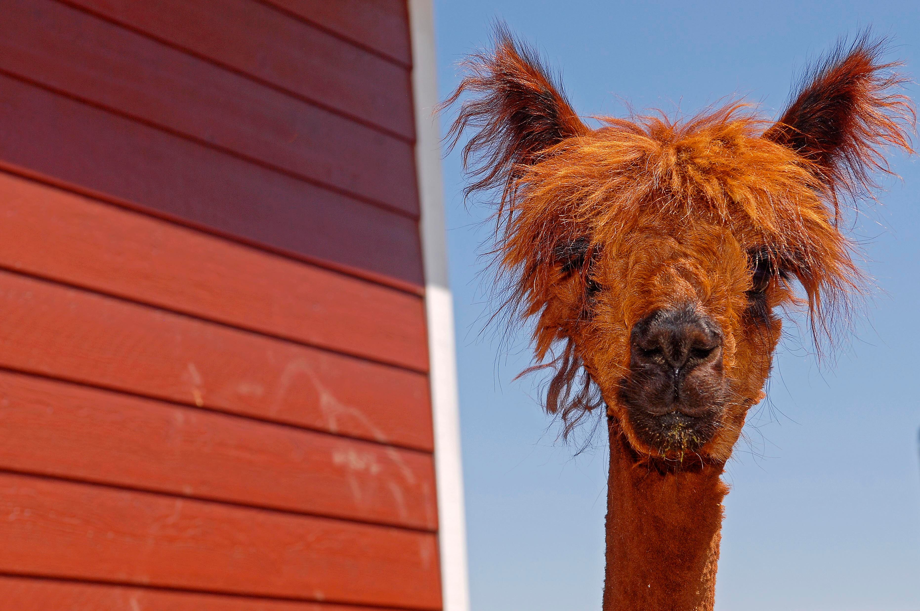 An alpaca at Alpacas of Montana farm, near Bozeman, Mont., May, 16, 2008. The U.S. Department of Agriculture announced this week that bird flu has been found in an alpacas for the first time at an Idaho farm where different animal species comingle.