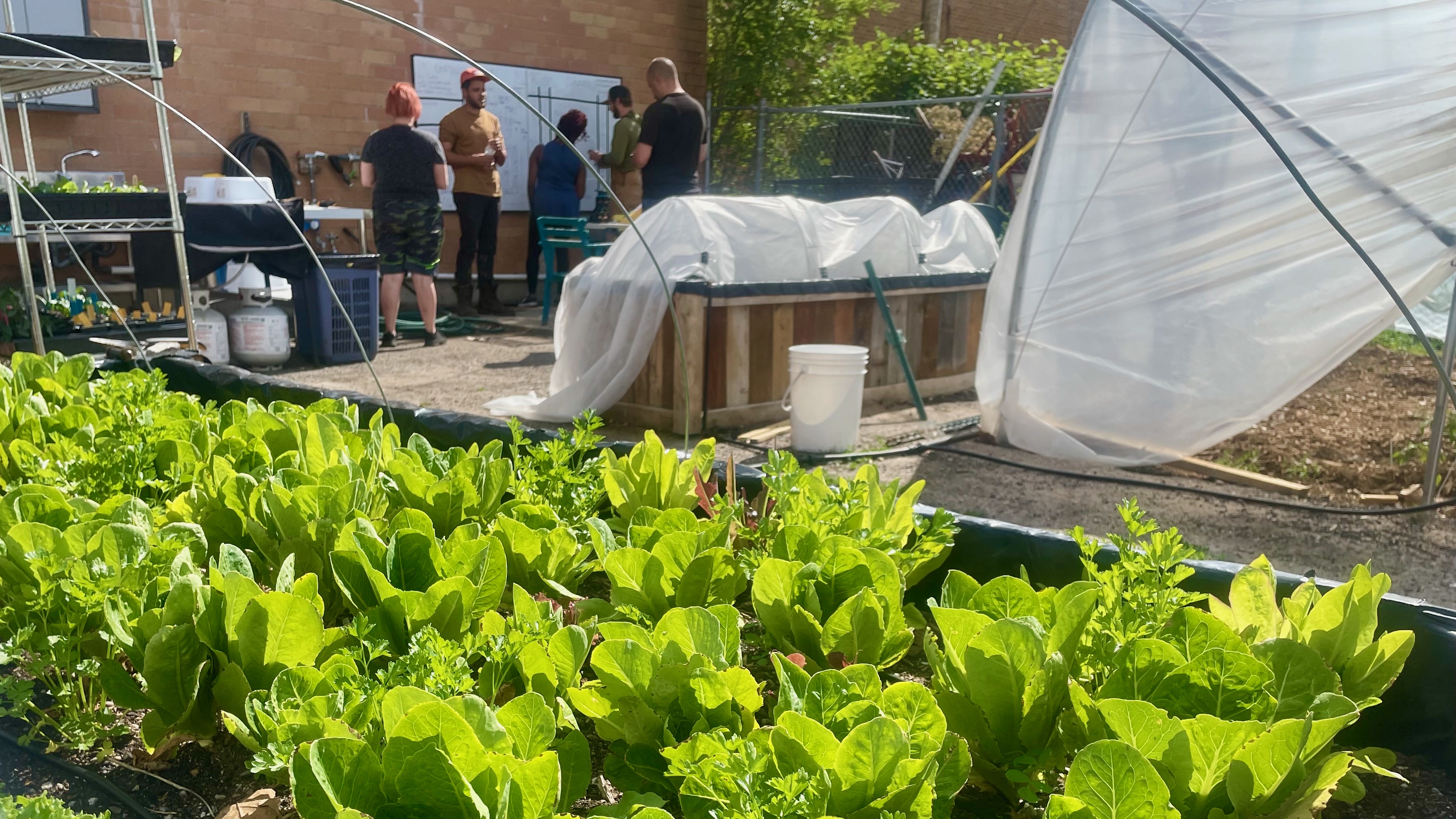Lettuce, one of the many goods cultivated at the Grow Ogden initiative in Ogden, is pictured on Tuesday. Program managers and trainees are in the background.