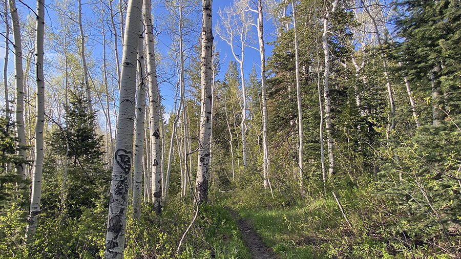 State Route 92, known as the Alpine Loop between American Fork and Provo canyons, opened for the summer on Thursday.