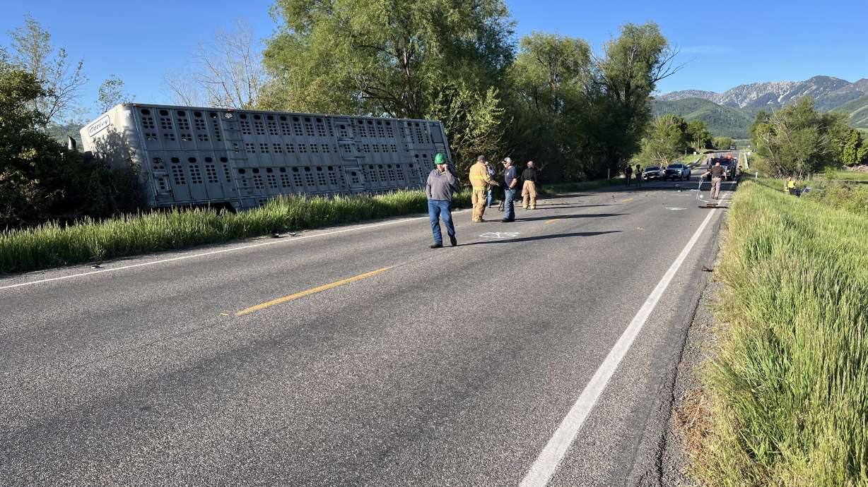 One person and two cows were killed after a car crashed into a semi hauling cattle in Cache County on Friday morning.