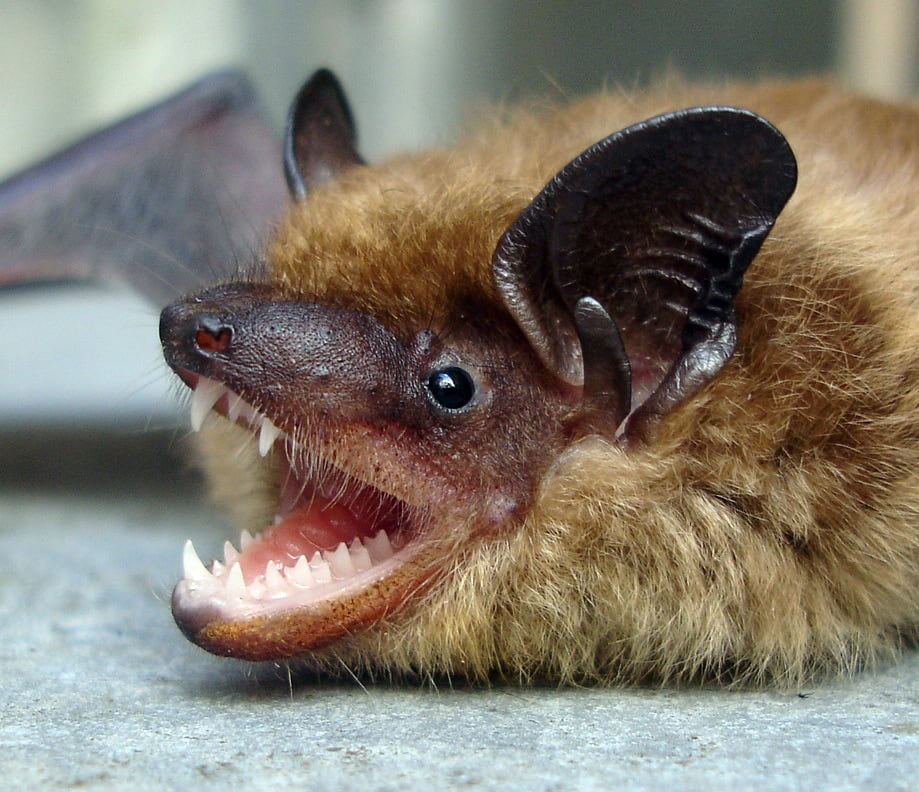 Public warned after bat tests positive for rabies in southern Utah