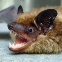Public warned after bat tests positive for rabies in southern Utah