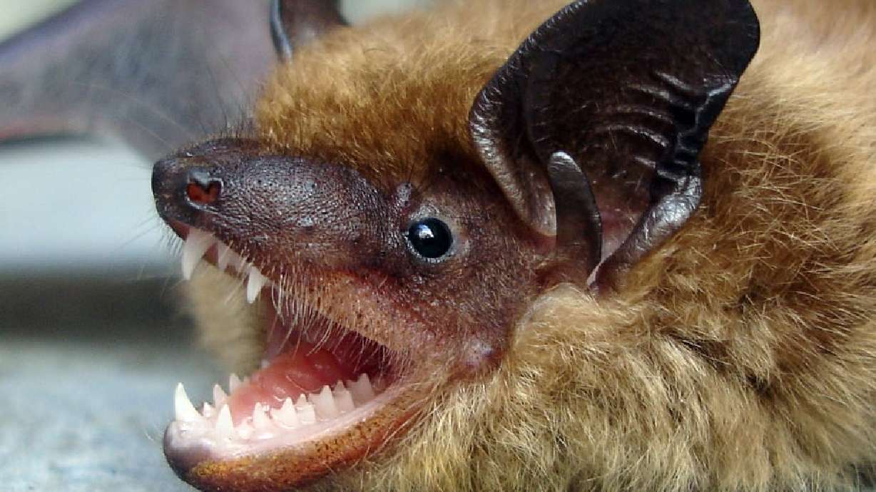 Health officials in southwest Utah have confirmed discovery of the first bat to test positive for rabies this year.