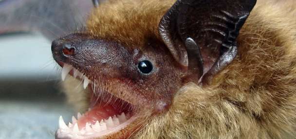 Public warned after bat tests positive for rabies in southern Utah