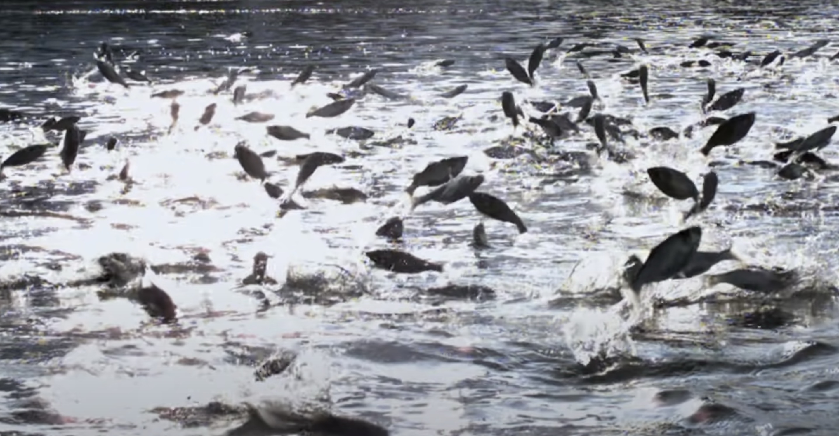 What would cause dozens of fish to leap out of the water all at the same time?