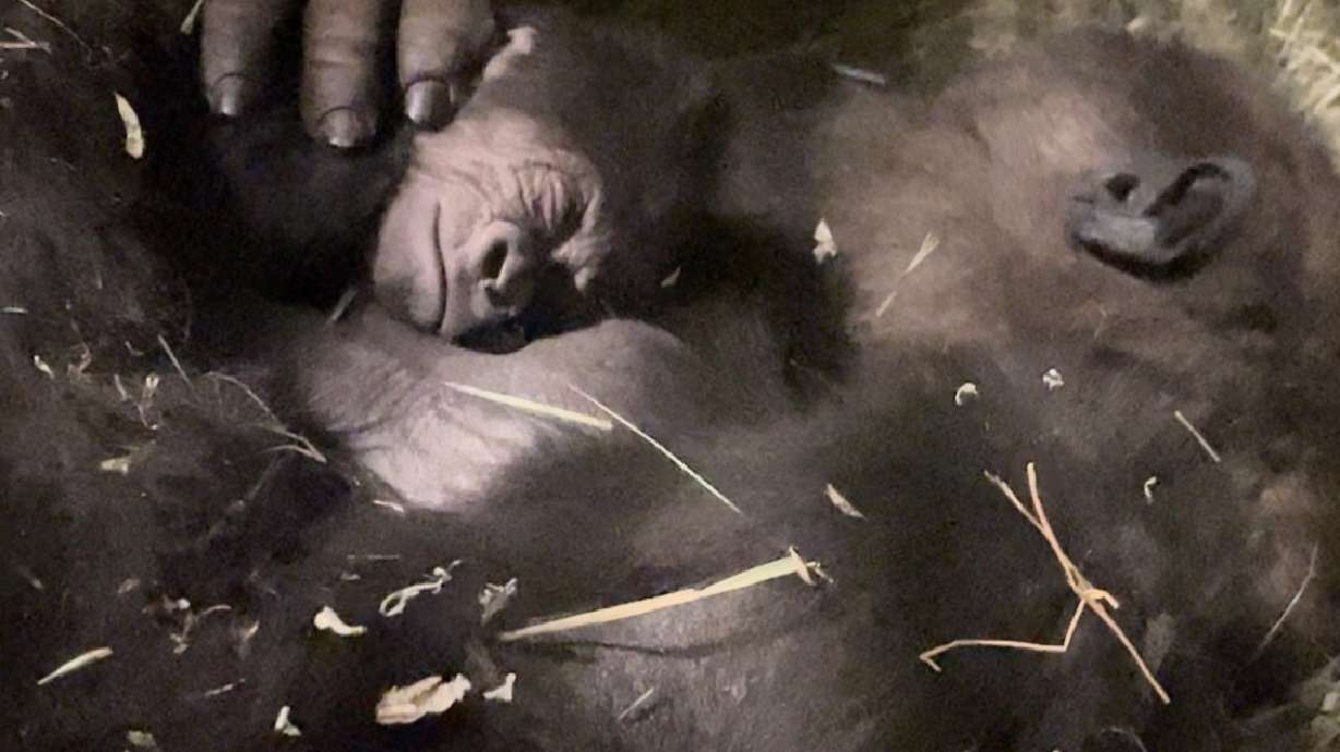 Pele, a Western lowland gorilla, had her baby at Utah's Hogle Zoo Thursday night.