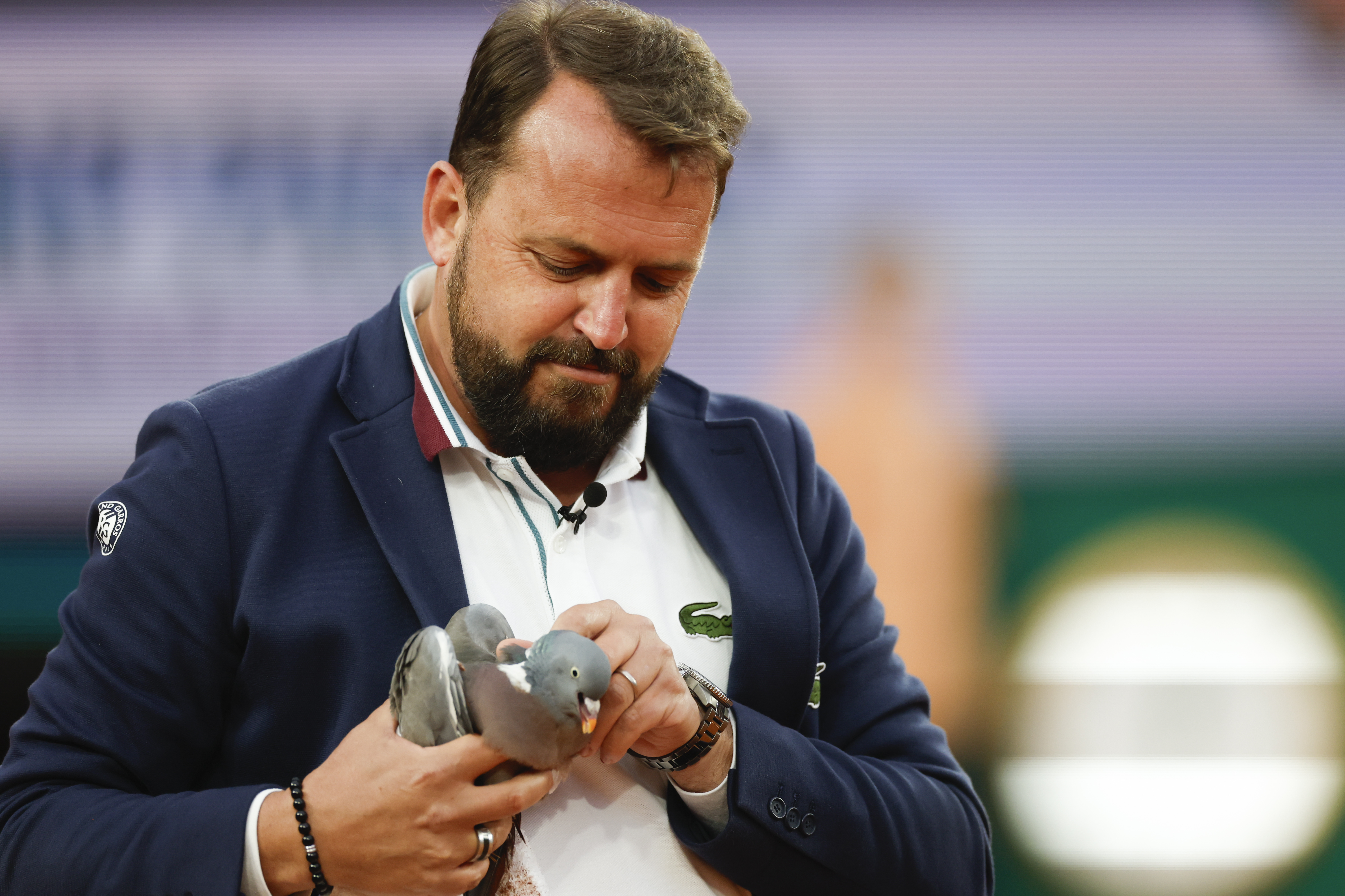 Chair umpire Damien Dumusois of France holds a pigeon that crashed onto the court during the third round match of the French Open tennis tournament between Tomas Machac of the Czech Republic and Russia's Daniil Medvedev at the Roland Garros stadium in Paris, Saturday, June 1, 2024. 