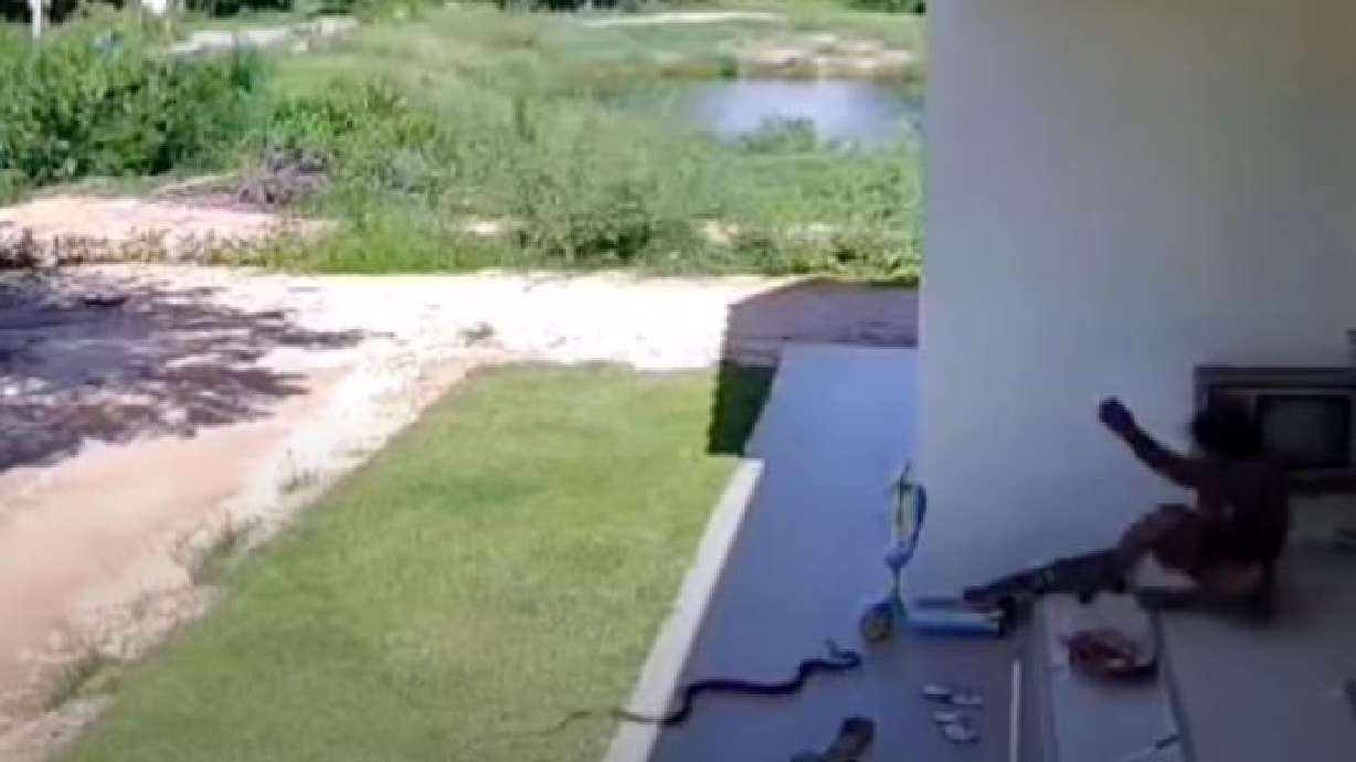 Have You Seen This? Snake and man share a scare | KSL.com