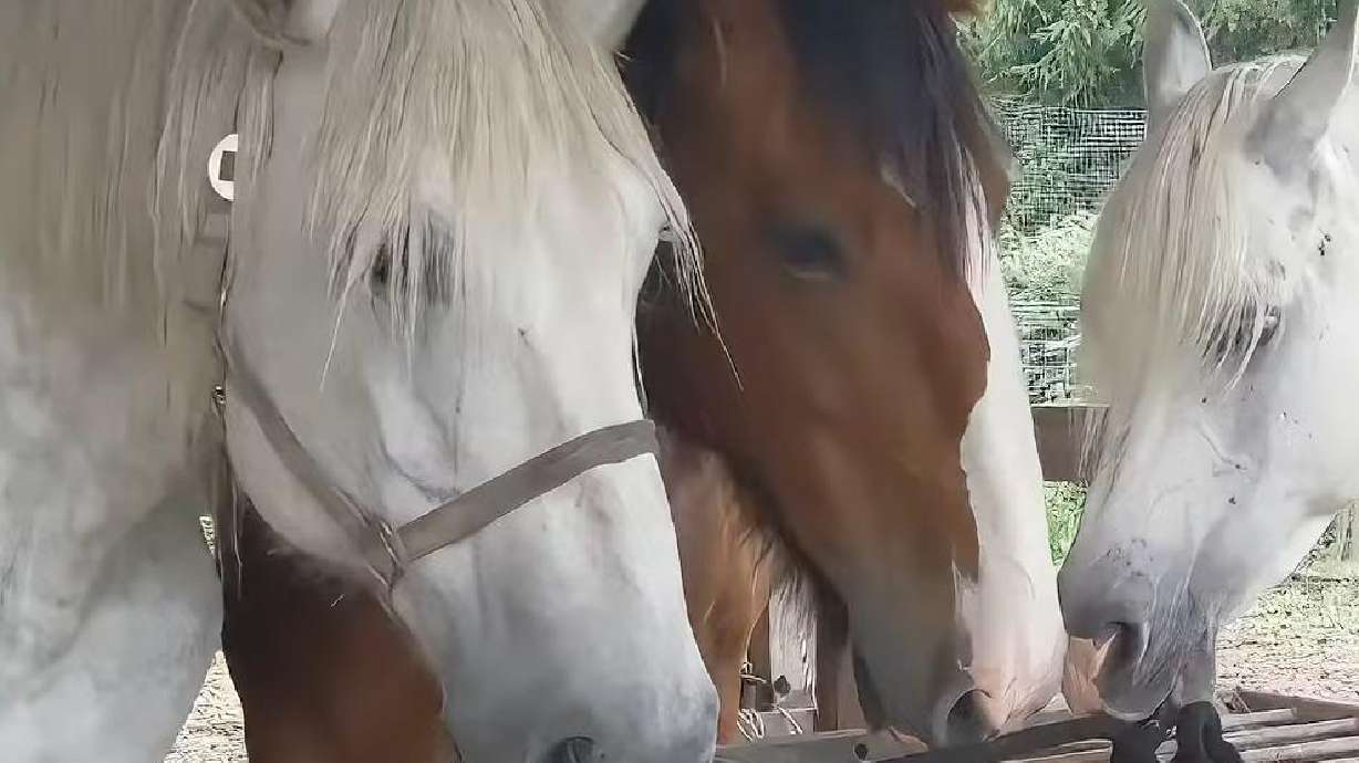 A trio of horses plans an unexpected escape in this video posted from August 2021 in Germany.