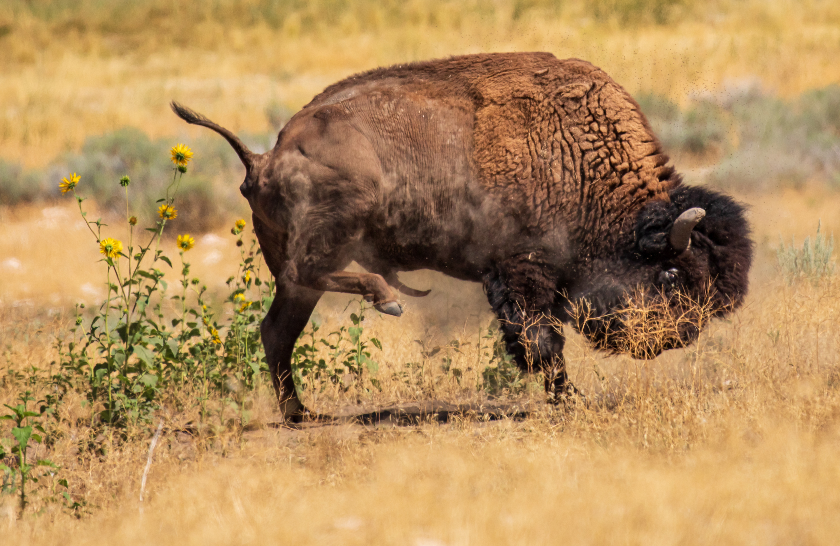 A bison at Antelope Island Aug. 14, 2023. The island is home to between 500 and 700 bison.