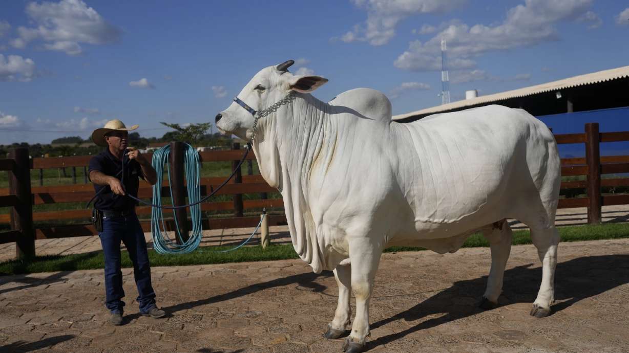 A stockman shows off the Nelore cow known as Viatina-19 at a farm in Uberaba, Minas Gerais state, Brazil, April 26. Viatina-19 is the most expensive cow ever sold at auction, according to Guinness World Records.