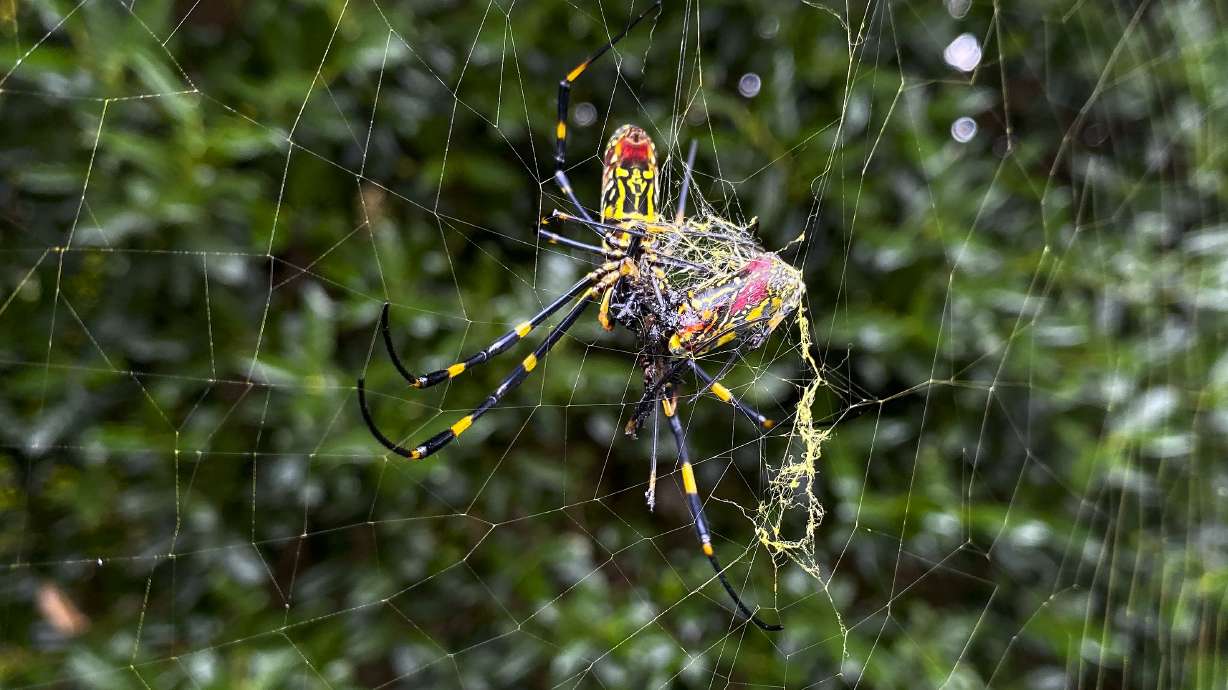 The Joro spider, a large spider native to East Asia, is seen in Johns Creek, Ga., Oct. 24, 2021. Populations of the species have been growing in parts of the South and East Coast for years now.