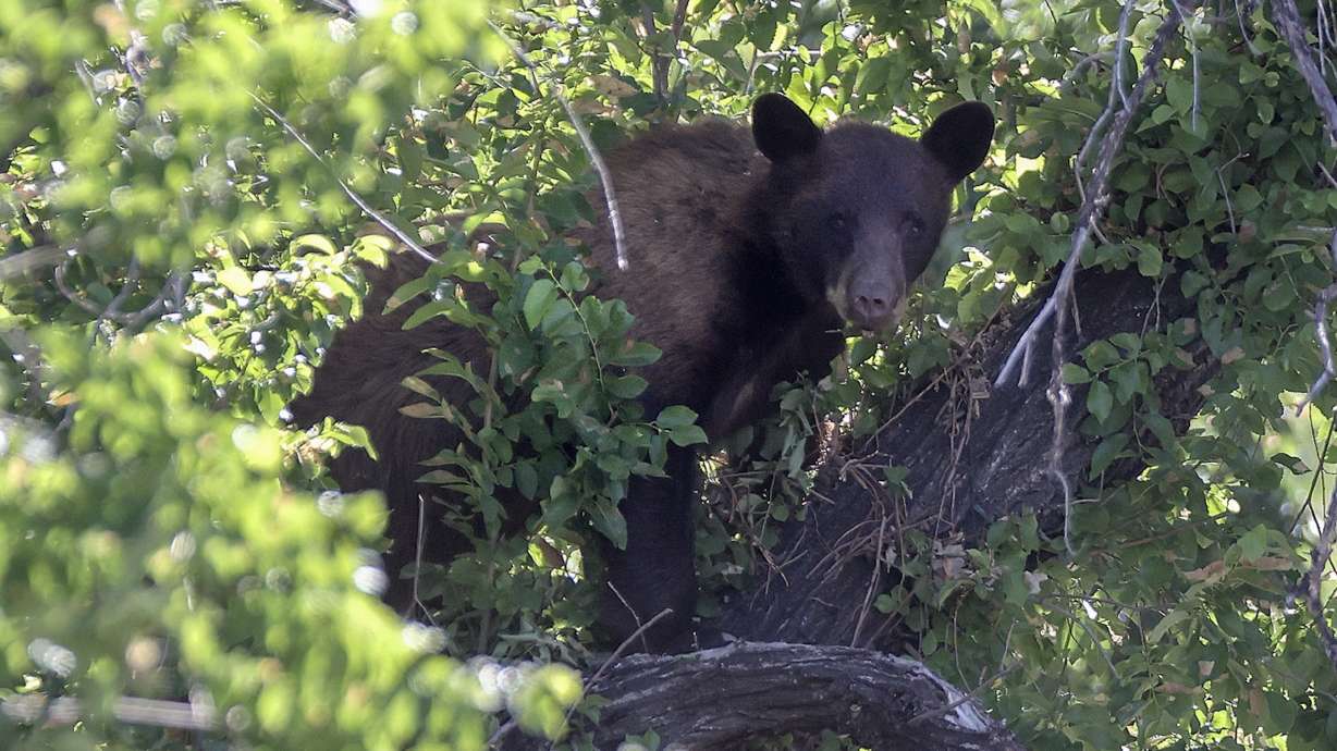 Police asked some Salt Lake City residents to remain inside their homes while officers and crews from the Utah Division of Wildlife Resources removed a bear from a tree.