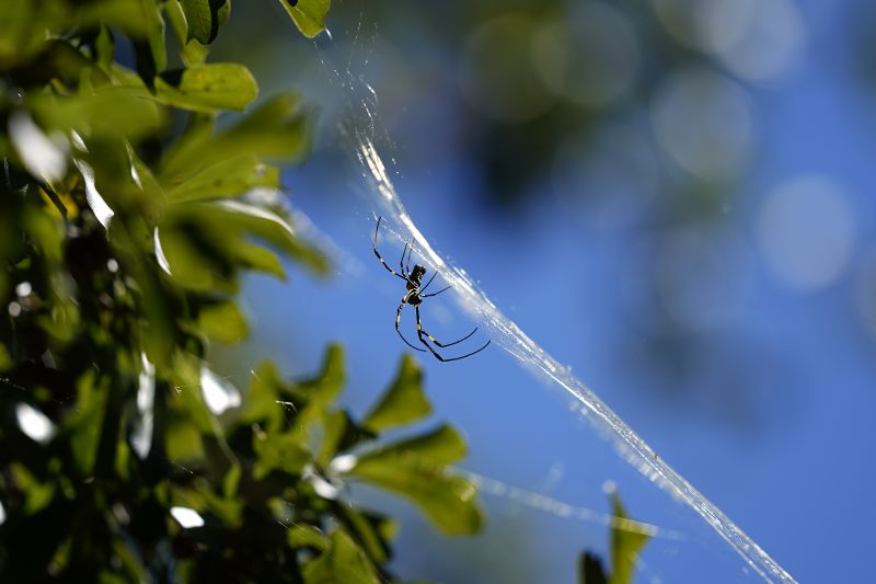 A Joro spider makes a web, Sept. 27, 2022, in Atlanta. Populations of the species have been growing in parts of the South and East Coast for years now, and many researchers think it's only a matter of time before they spread to much of the continental U.S.