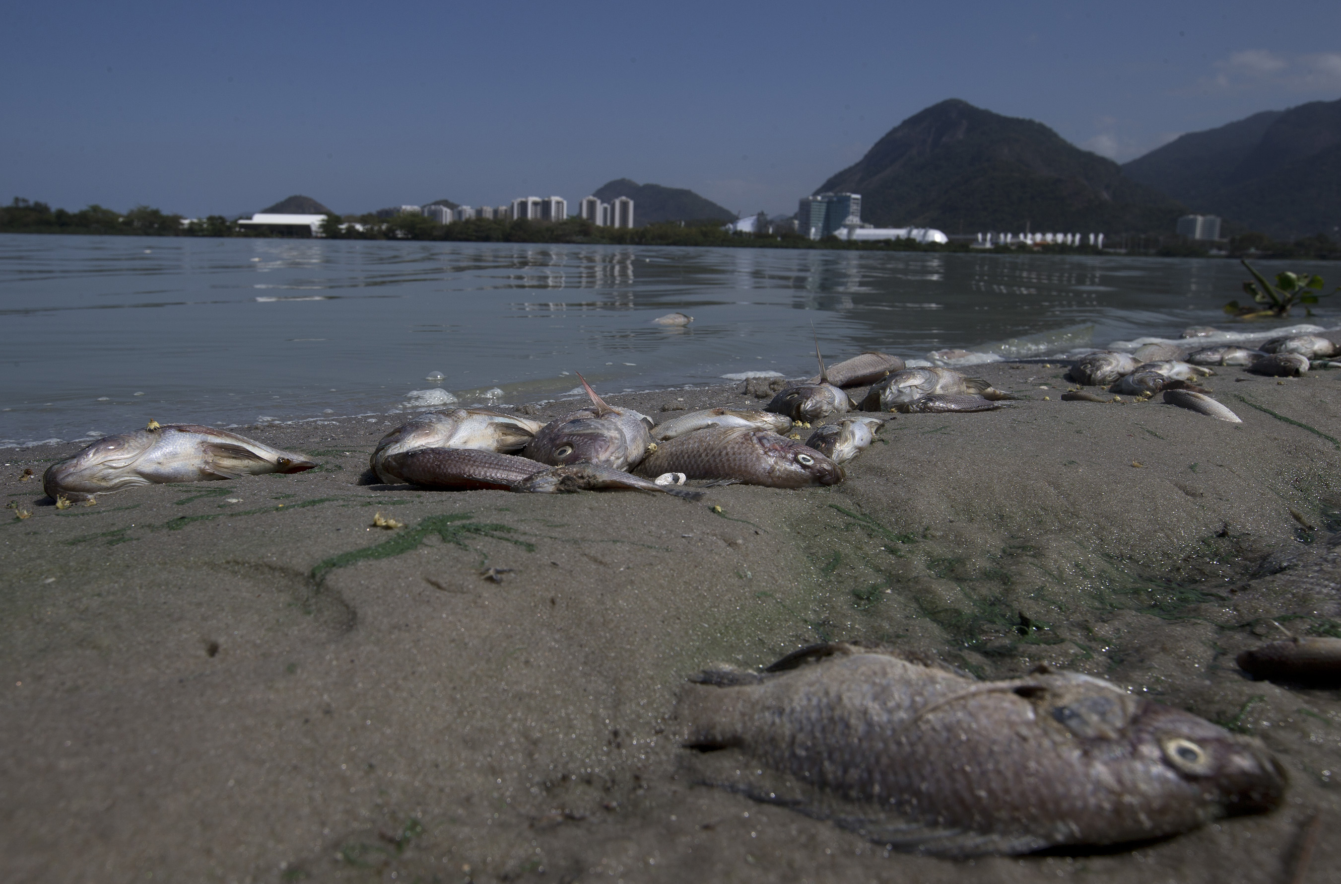 FILE - Fish carcasses cover the shore of Jacarepagua lagoon in front of Olympic Park in Rio de Janeiro, Brazil, Aug. 29, 2015. Eight years after the 2016 Olympic Games, a private concessionaire is working to recover the aquatic ecosystem in Rio's western zone. 