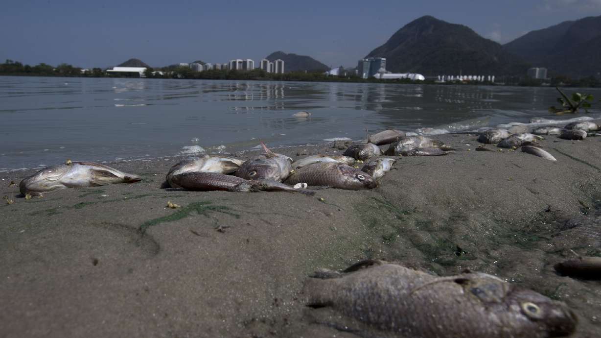 FILE - Fish carcasses cover the shore of Jacarepagua lagoon in front of Olympic Park in Rio de Janeiro, Brazil, Aug. 29, 2015. Eight years after the 2016 Olympic Games, a private concessionaire is working to recover the aquatic ecosystem in Rio's western zone.