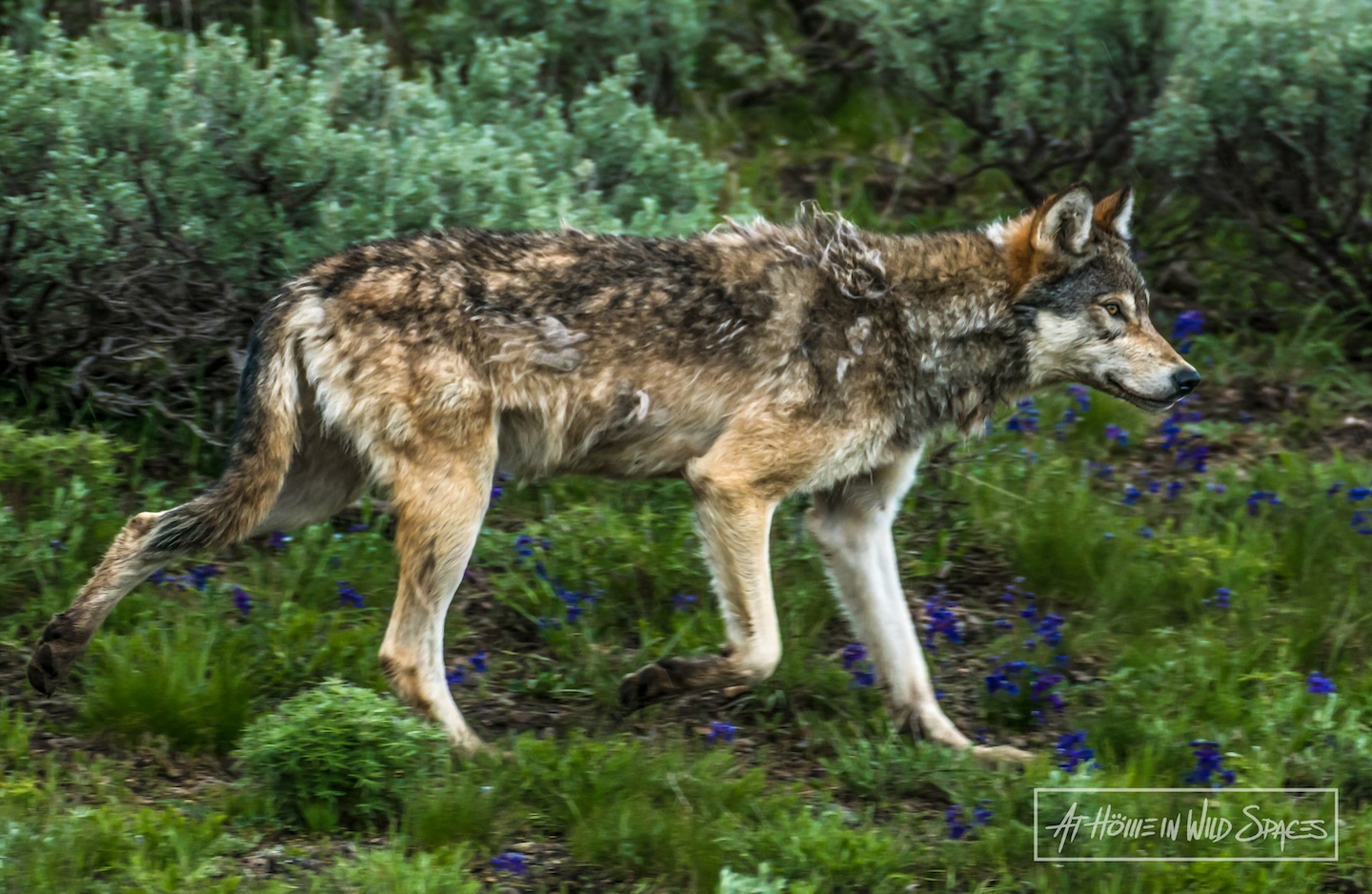 Is torturing wildlife legal in Utah?