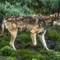 Is torturing wildlife legal in Utah?