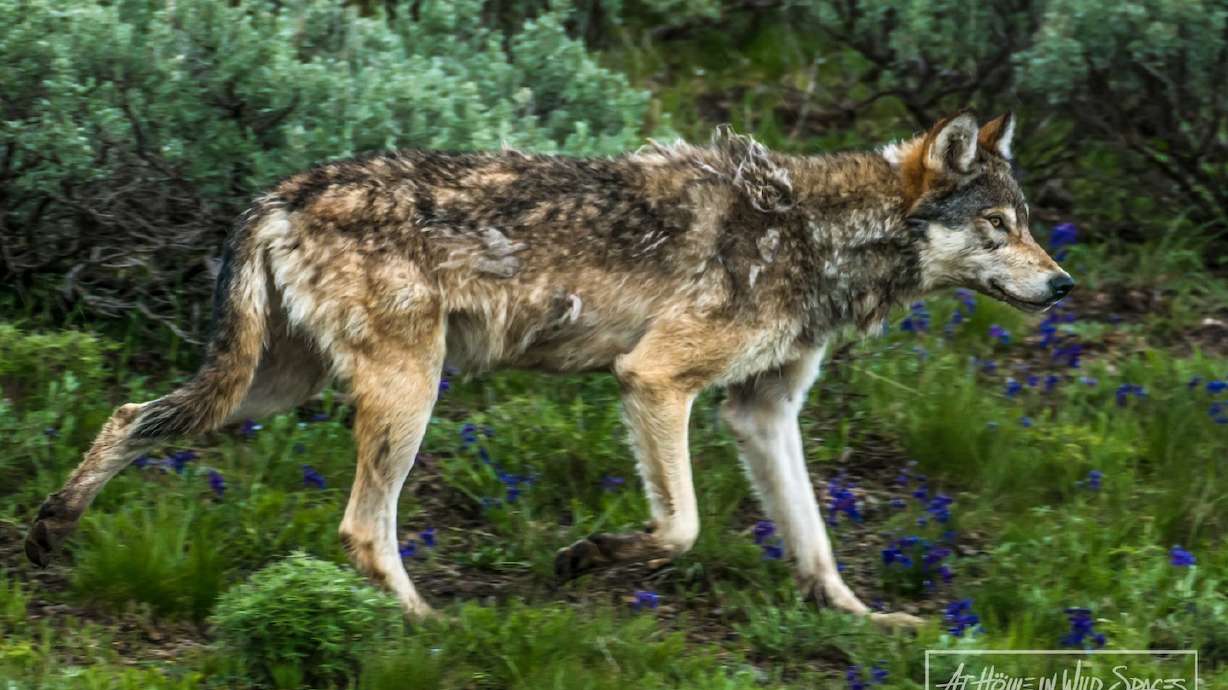 A grey wolf at Yellowstone National Park in June 2019. Following a recent incident in Wyoming, states are grappling with how situations involving cruelty to wildlife should be handled.