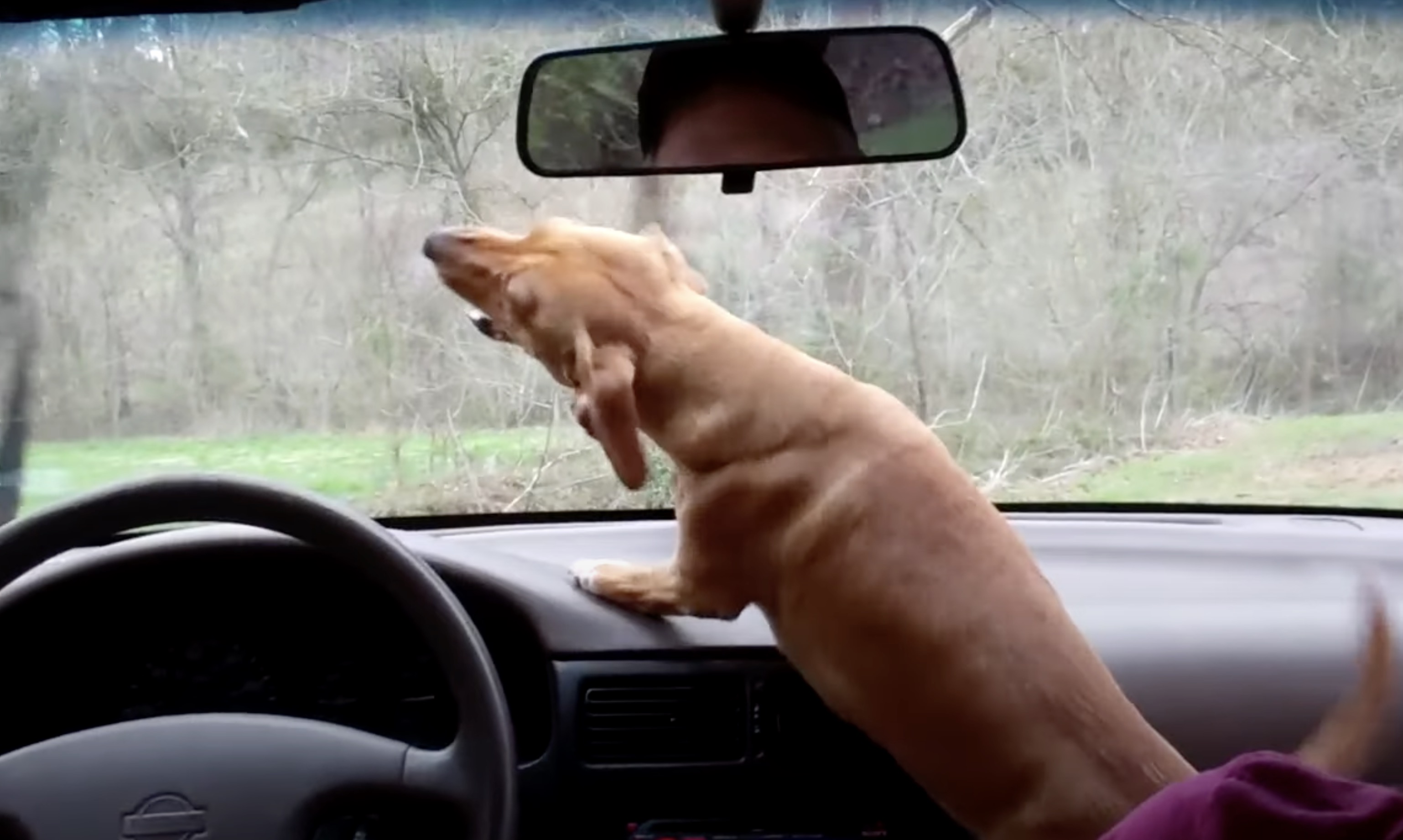 An adorable little dachshund wanted every opportunity to bark at the menacing windshield wipers.