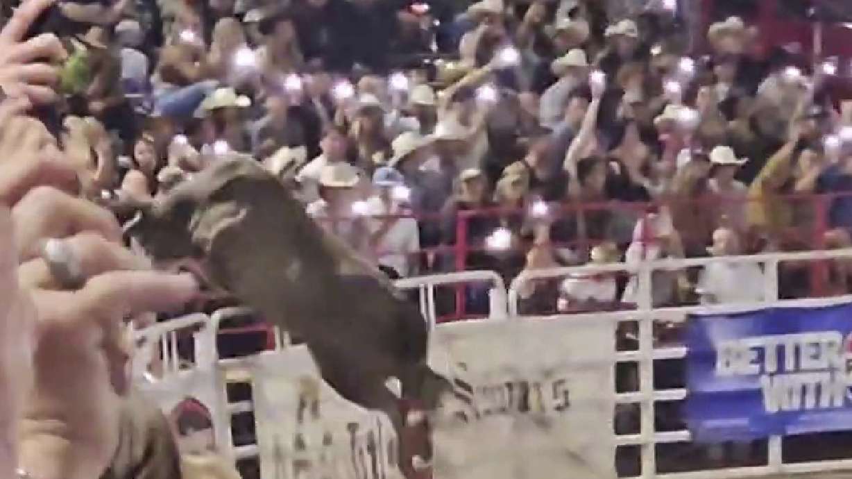 This image taken from video shows a rodeo bull hopping a fence during the 84th Sisters Rodeo on Saturday, June 8, 2024, in Sisters, Ore. The bull ran through a concession area into a parking lot, injuring at least three people before wranglers caught up with it, officials said.