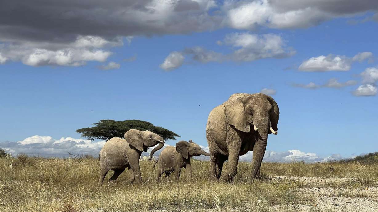 A new study demonstrates that elephants respond to individual names, one of the few animal species known to do so.