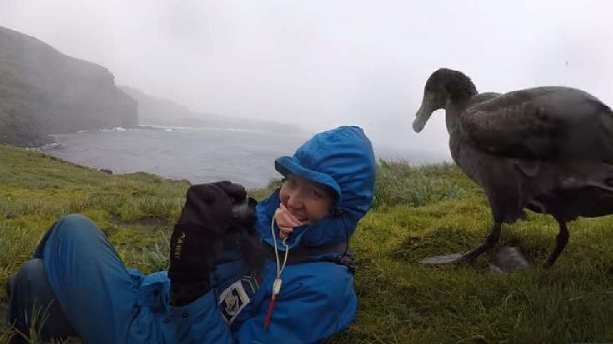 A curious giant petrel gets up close and personal with a hiker in South Africa.