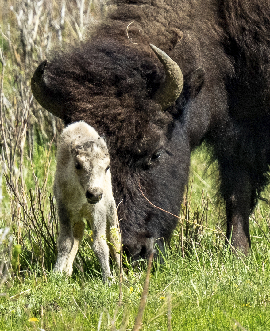 A rare white buffalo calf, reportedly born in Yellowstone National Park's Lamar Valley, is seen June 4, in Wyoming.