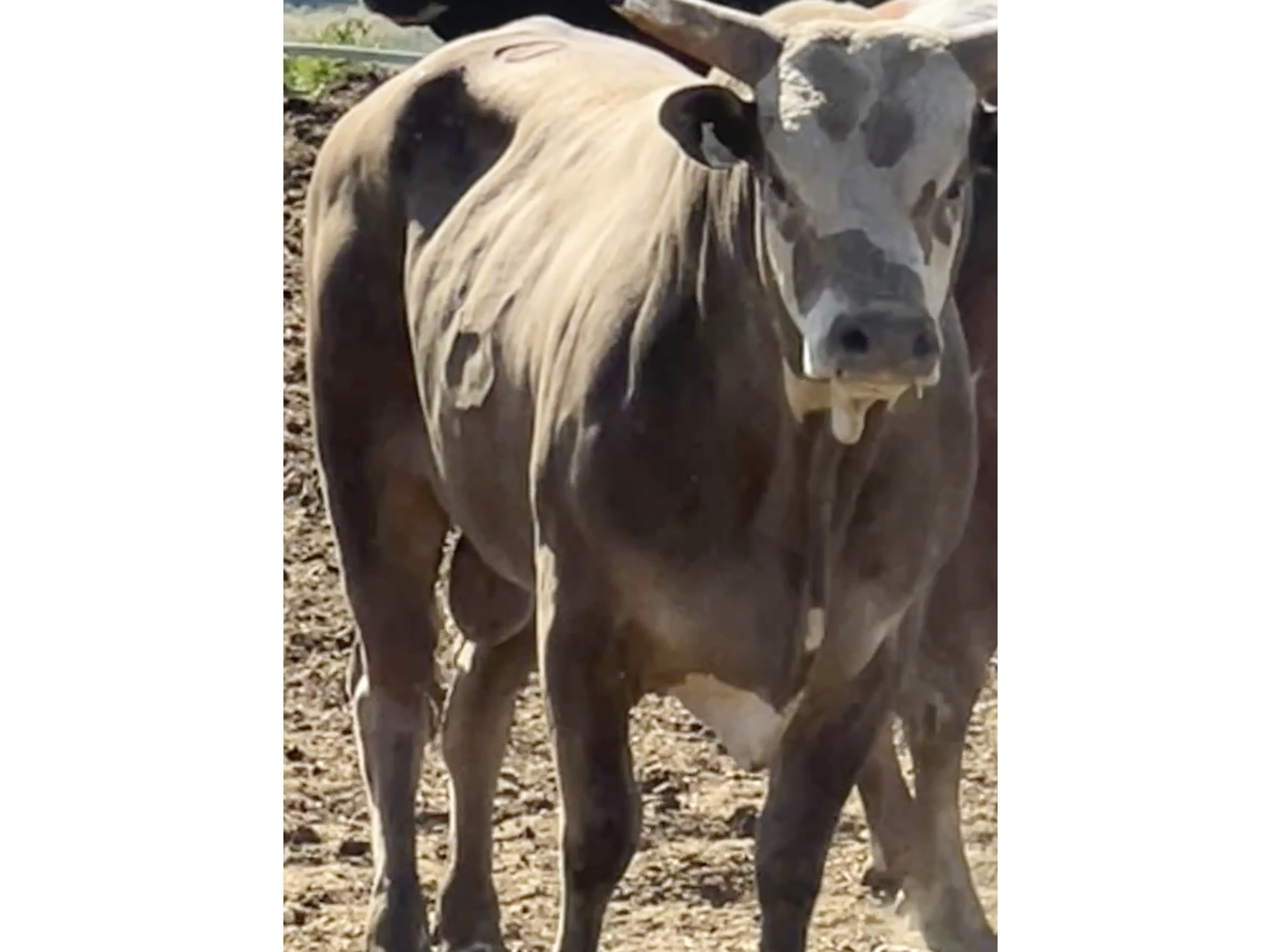 This image provided by Mike Corey shows the three-year-old bull named Party Bus Monday, June 10, 2024, in Moses Lake, Wash. The bull is set to retire from competition after jumping out of the arena during a bull riding event at the Sisters Rodeo in central Oregon, on Saturday. Corey, the bull's owner, says Party Bus is no longer allowed to compete in rodeos; he will spend the rest of his days on Corey's ranch in eastern Washington, where he will remain an important part of Corey's breeding program. 
