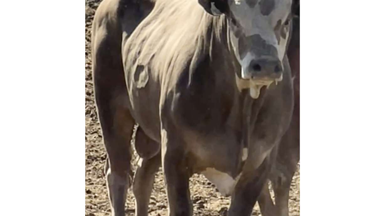 This image provided by Mike Corey shows the three-year-old bull named Party Bus Monday, June 10, 2024, in Moses Lake, Wash. The bull is set to retire from competition after jumping out of the arena during a bull riding event at the Sisters Rodeo in central Oregon, on Saturday. Corey, the bull's owner, says Party Bus is no longer allowed to compete in rodeos; he will spend the rest of his days on Corey's ranch in eastern Washington, where he will remain an important part of Corey's breeding program.