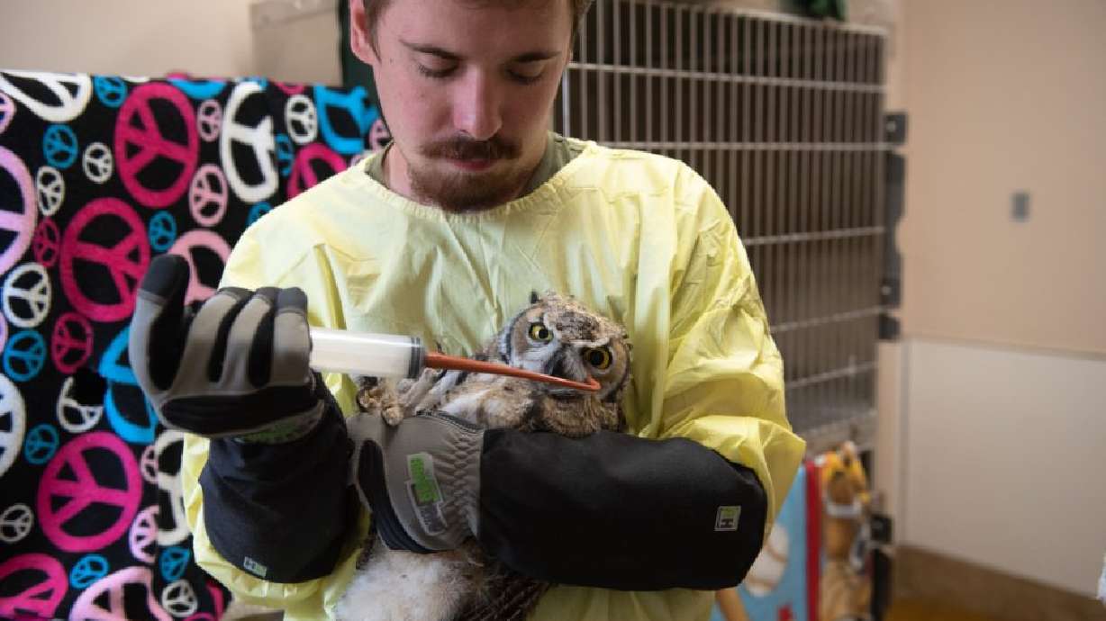 A Best Friends staff member feeds a baby owl at the Best Friends Animal Sanctuary’s Wild Friends facility in Kanab. Wild Friends is licensed by the state and federal governments as a wildlife rehabilitation and education center.