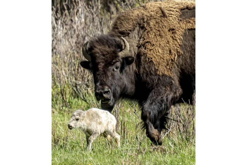 A rare white buffalo calf, reportedly born in Yellowstone National Park's Lamar Valley, is shown on June 4 in Wyoming. The birth fulfills a Lakota prophecy that portends better times, according to members of the American Indian tribe who cautioned that it’s also a warning more must be done to protect the earth and its animals.