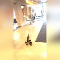 Have You Seen This? Mama duck escorts ducklings through school