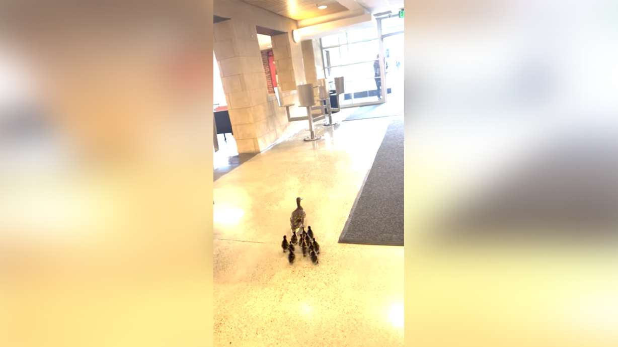 A mother duck leads her brood through Bozeman High School in Bozeman, Montana, May 1.