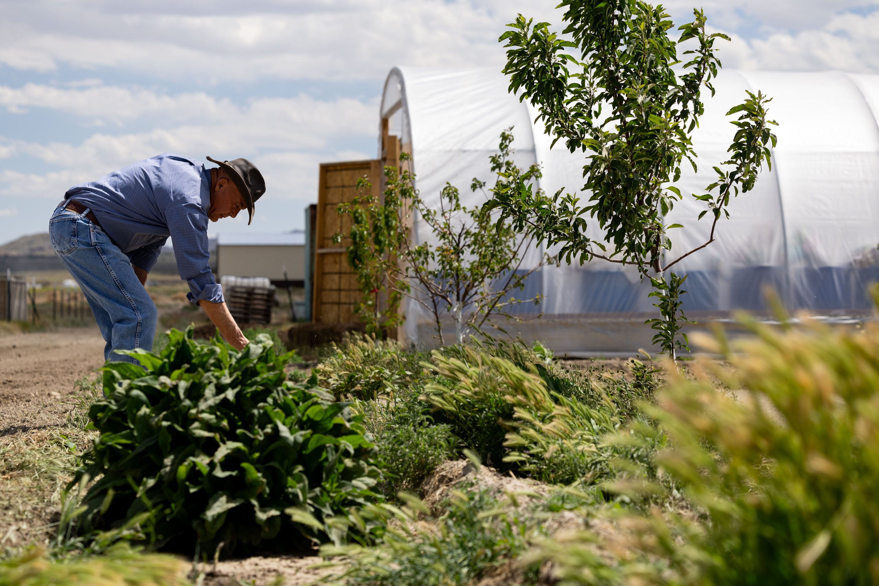 Philip Gleason, founder of Utah OSR Land Co-op, checks on his plants on his lot at Riverbed Ranch in Juab County on June 1. Months away from another presidential election, a cooperative community is sprouting in the west Utah desert.