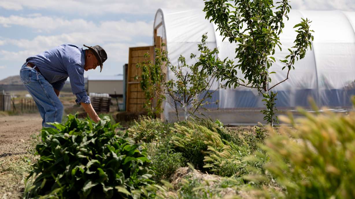 Philip Gleason, founder of Utah OSR Land Co-op, checks on his plants on his lot at Riverbed Ranch in Juab County on June 1. Months away from another presidential election, a cooperative community is sprouting in the west Utah desert.