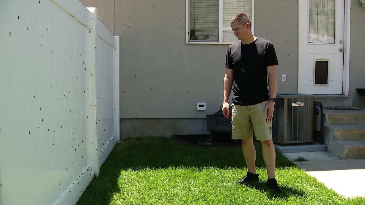 Springville resident Kris Lindsay watches a horde of grasshoppers crawling on his fence Wednesday. He said they appeared when the temperature warmed up.
