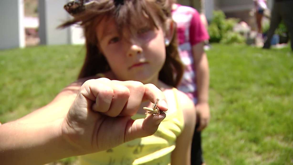 One of Kris Lindsay’s kids holds a grasshopper in Springville on Wednesday. An infestation hit parts of the city when temperatures warmed up.