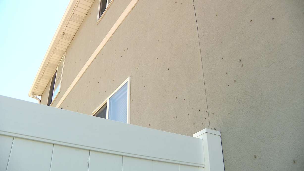 Grasshoppers crawl on Kris Lindsay’s home and fence in Springville Wednesday. The insects invaded parts of Springville when temperatures heated up.