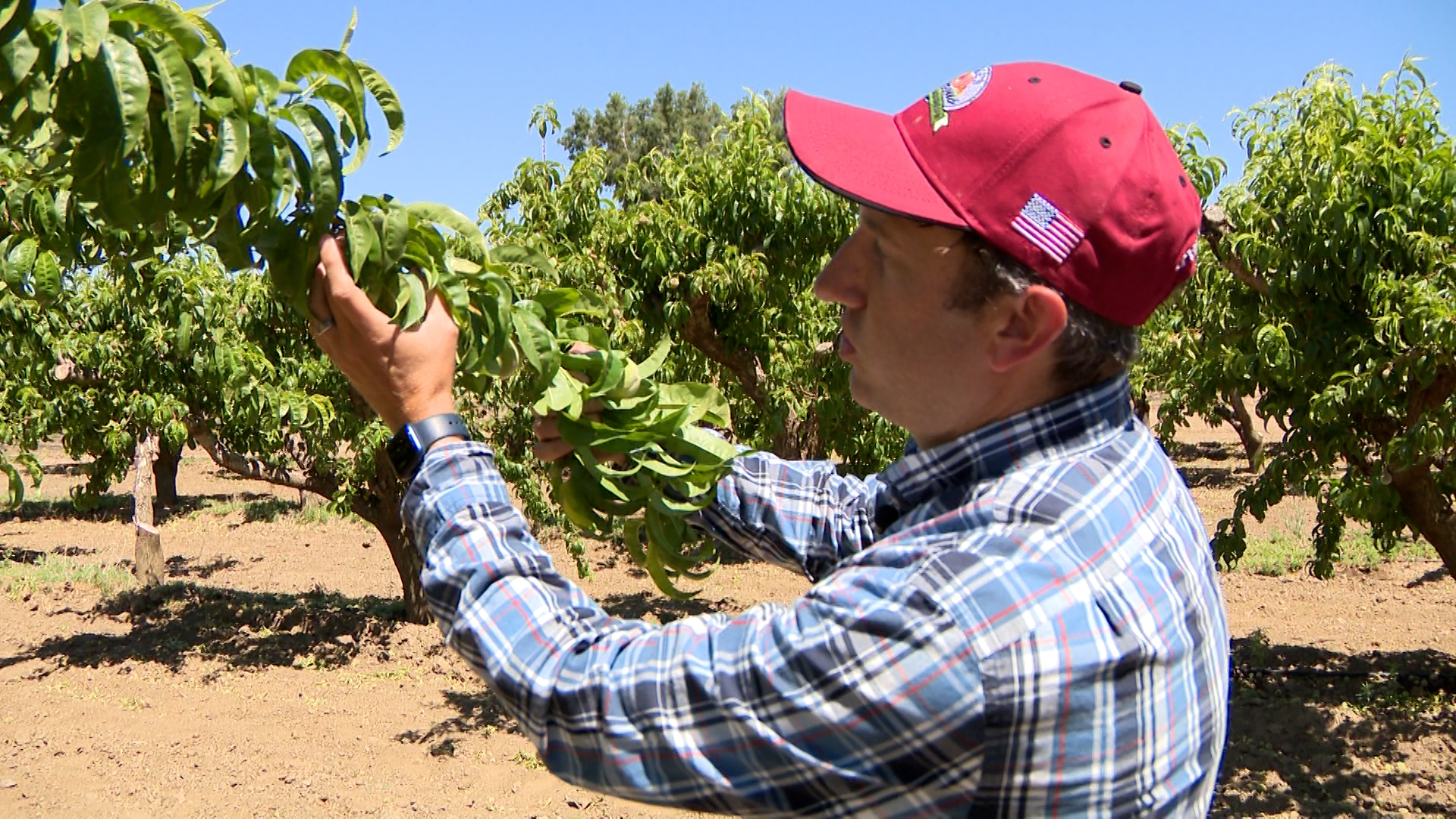 Chad Tagge looking at a peach tree at the family farm in Box Elder County on Friday.