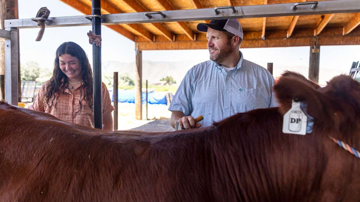 Brody Lambert brushes one of his steers with his daughter Haylee at their home in Benjamin on Thursday.