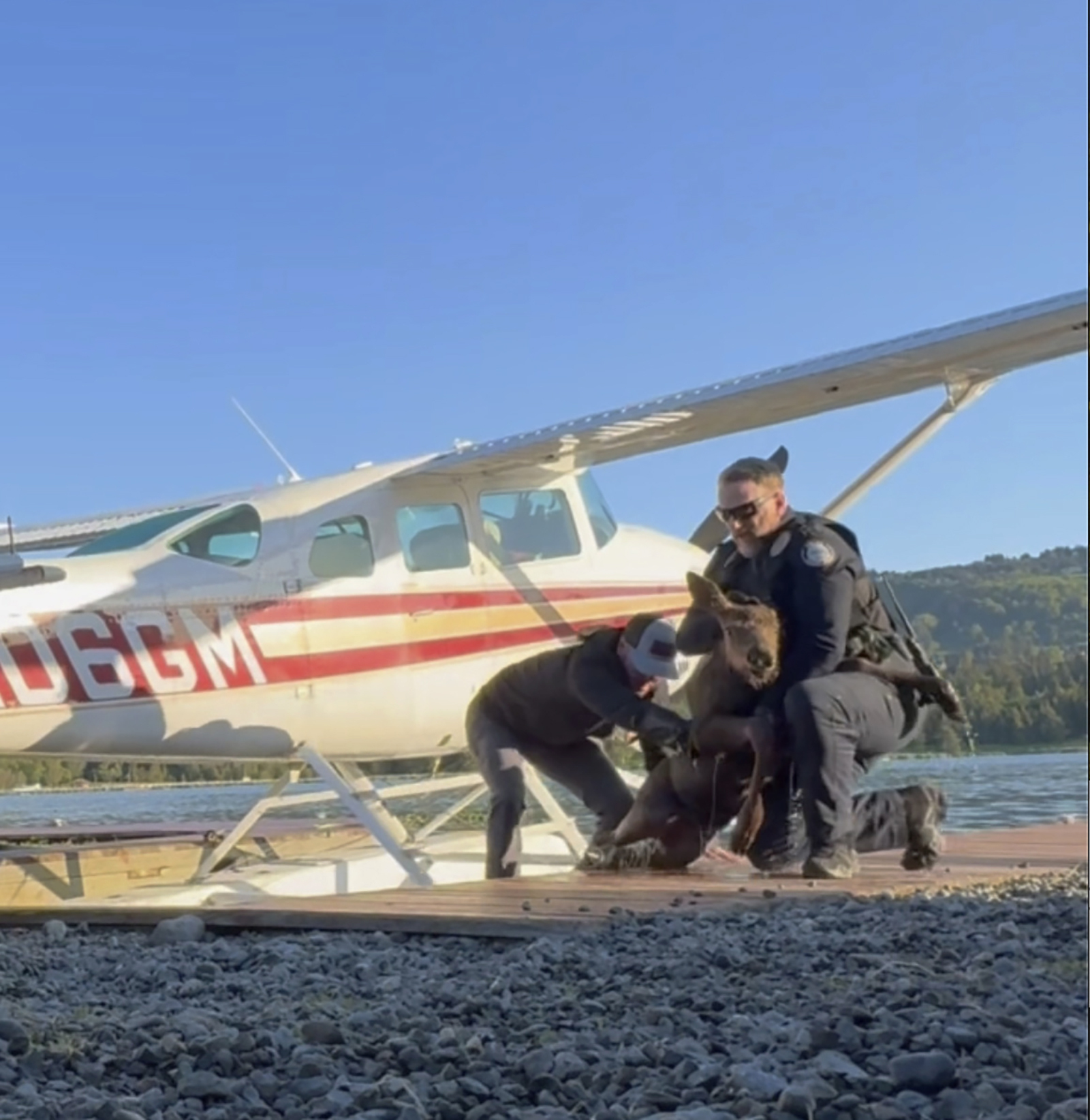 Spencer Warren and two police officers rescued a baby moose calf after it fell into a lake and got stuck in a narrow space between a floatplane and a dock, June 14 in Homer, Alaska. 