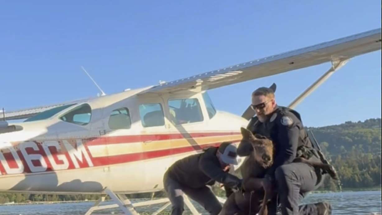 Spencer Warren and two police officers rescued a baby moose calf after it fell into a lake and got stuck in a narrow space between a floatplane and a dock, June 14 in Homer, Alaska.