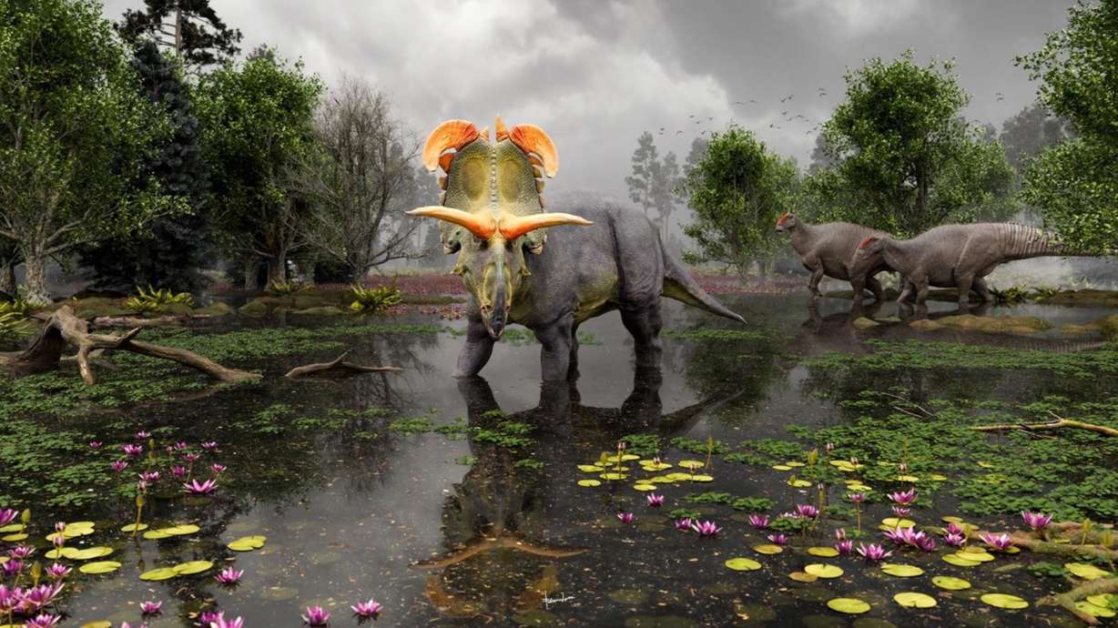 A rendering of what a Lokiceratops rangiformis is believed to have looked like after a 78 million-year-old fossil of the species was uncovered in 2019. A report about the new dinosaur species, led by Utah researchers, was published on Thursday.